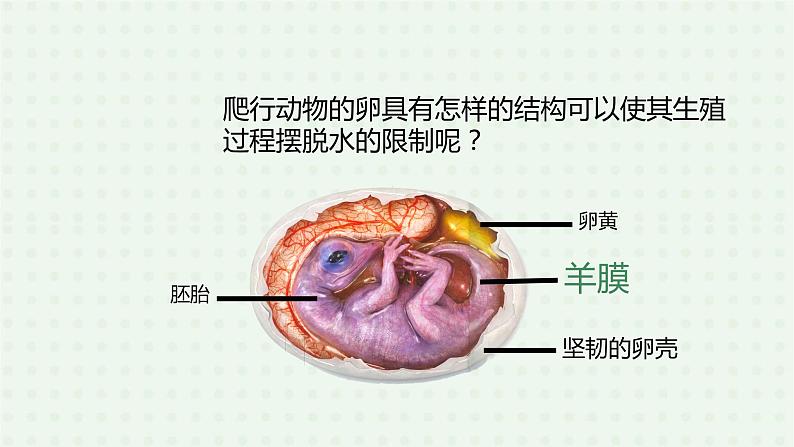 5.1.5《两栖动物和爬行动物》（2）-课件05