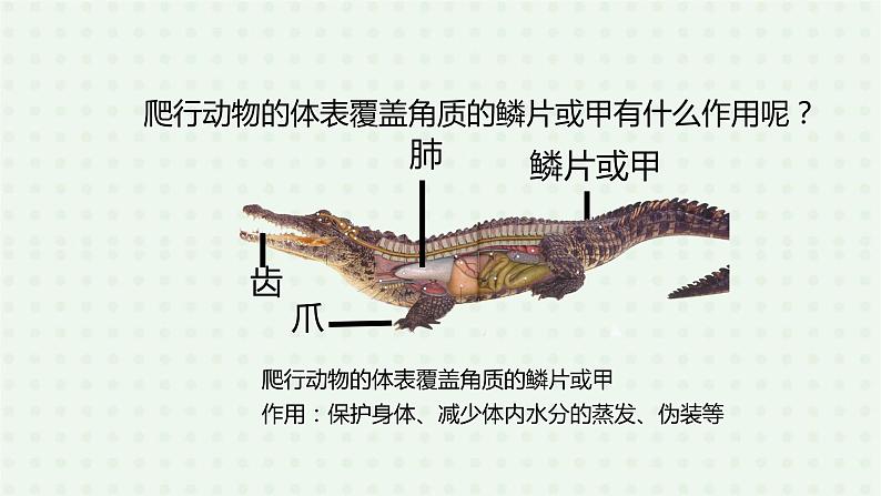 5.1.5《两栖动物和爬行动物》（2）-课件07