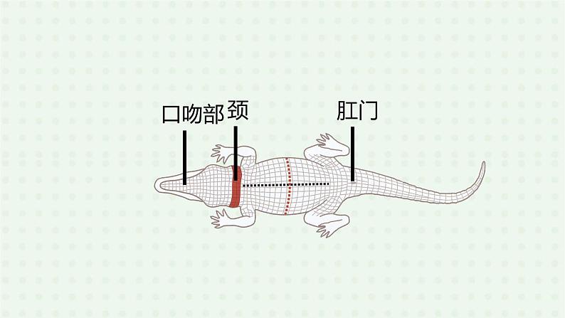 5.1.5《两栖动物和爬行动物》（2）-课件08