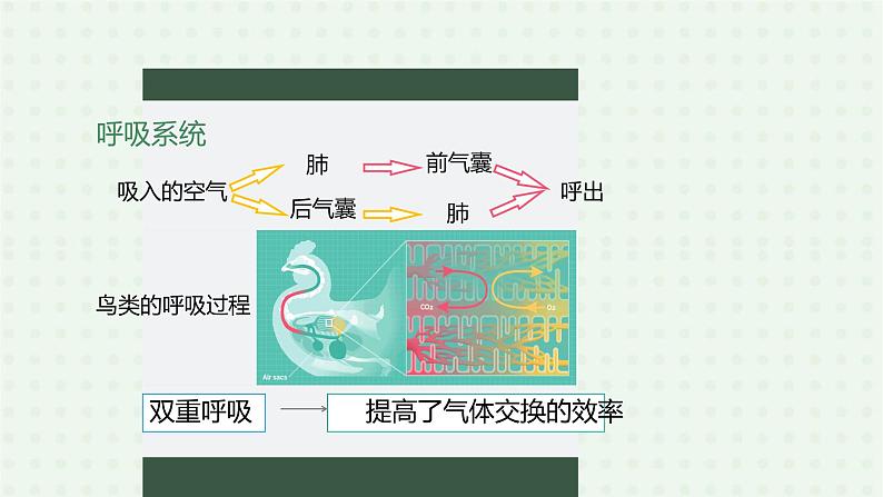 5.1.6《鸟》（2）-课件06