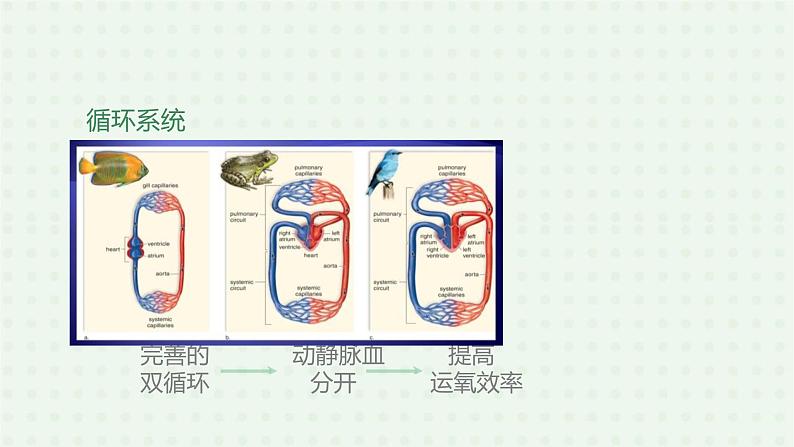 5.1.6《鸟》（2）-课件07