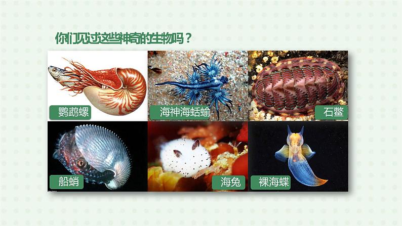 5.1.3《软体动物和节肢动物》（1）-课件03