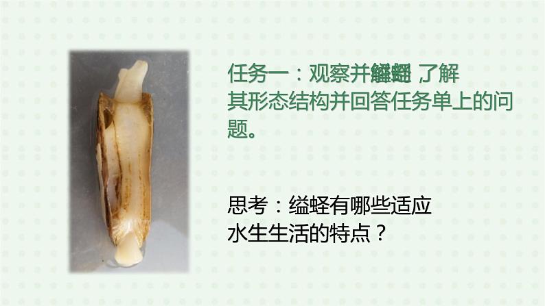 5.1.3《软体动物和节肢动物》（1）-课件04