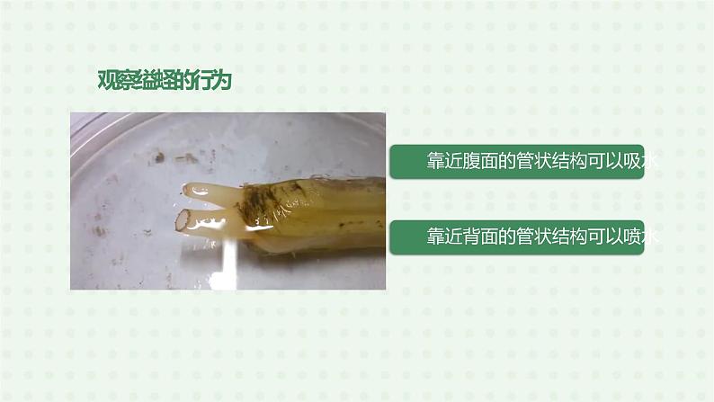 5.1.3《软体动物和节肢动物》（1）-课件06