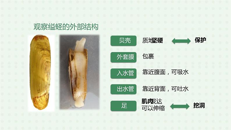 5.1.3《软体动物和节肢动物》（1）-课件08