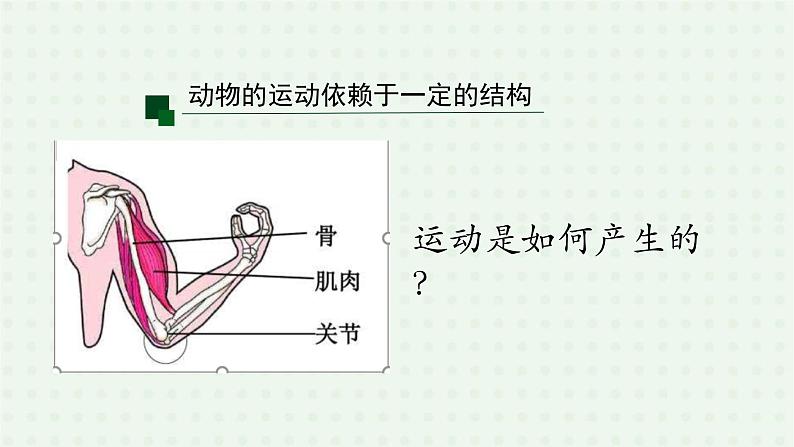 5.2.1《动物的运动》（2）-课件03