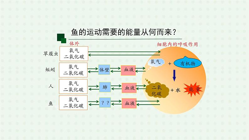 5.1.4《鱼》（2）-课件03