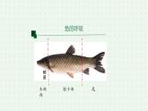 5.1.4《鱼》（2）-课件