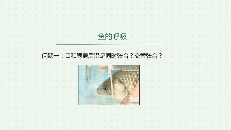 5.1.4《鱼》（2）-课件05