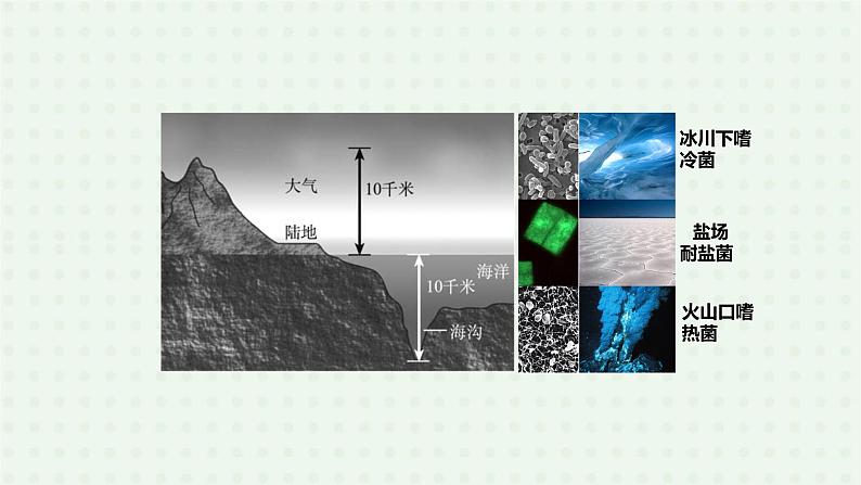 5.4.2《细菌》-课件03