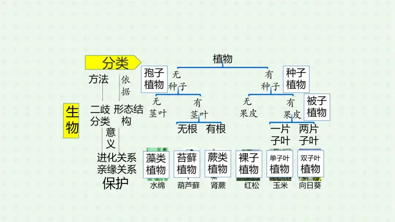 初中生物人教版 新课标 八年级上册第一节尝试对生物进行分类一等奖课件ppt 教习网 课件下载