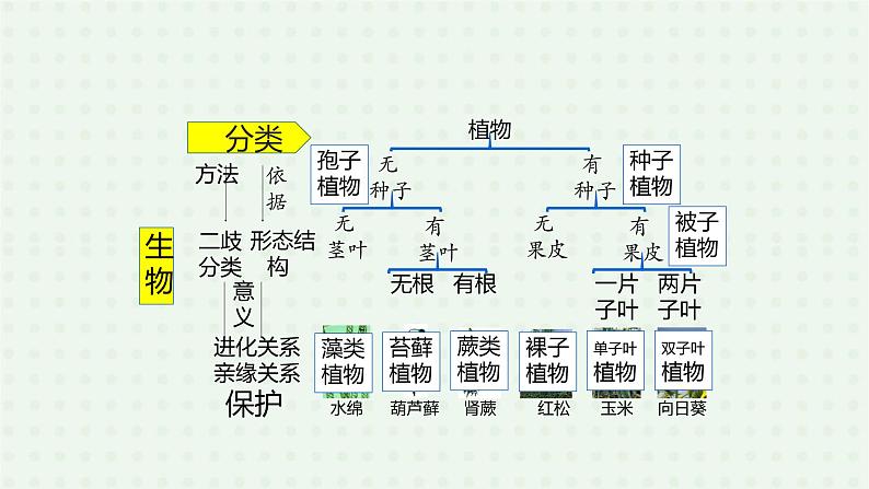 6.1.1《尝试对生物进行分类》（2）-课件02