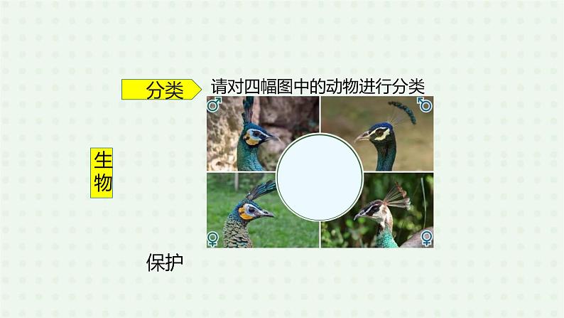 6.1.1《尝试对生物进行分类》（2）-课件04