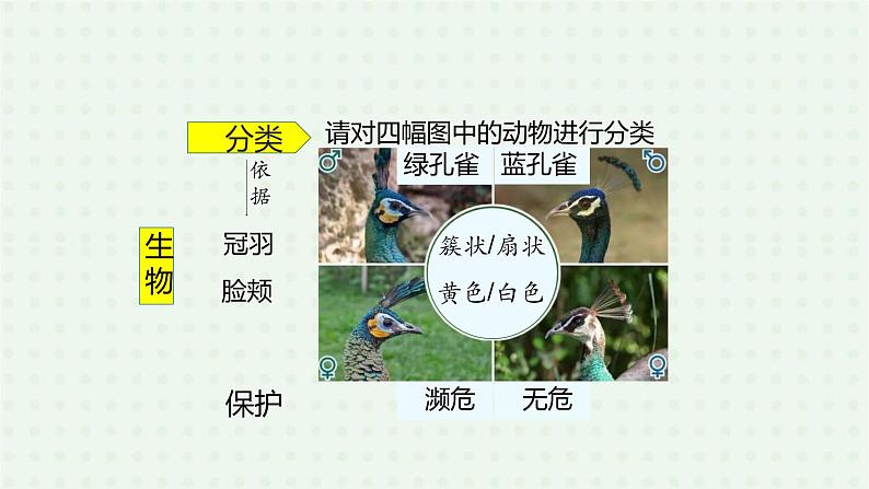 6.1.1《尝试对生物进行分类》（2）-课件05