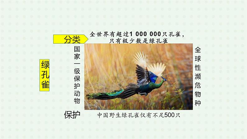 6.1.1《尝试对生物进行分类》（2）-课件07