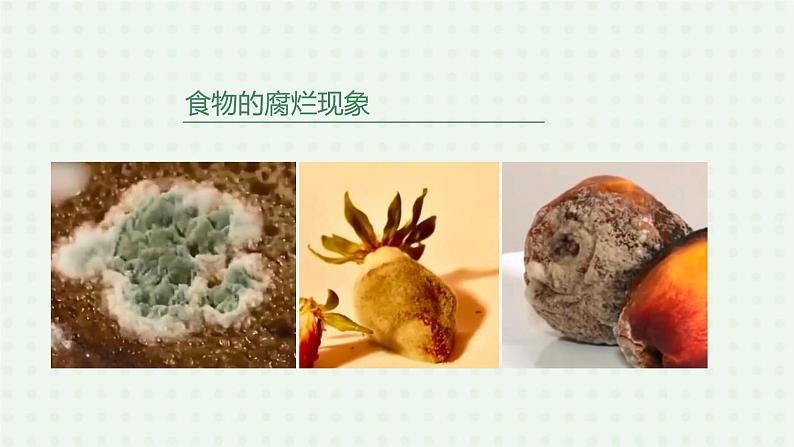 5.4.4《细菌和真菌在自然界中的作用》-课件02