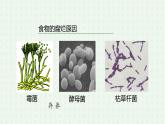 5.4.4《细菌和真菌在自然界中的作用》-课件