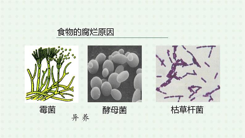 5.4.4《细菌和真菌在自然界中的作用》-课件03