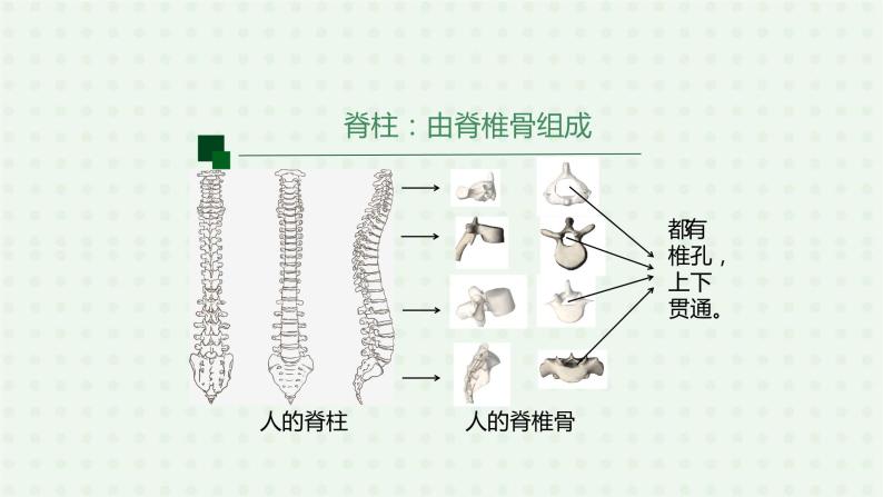 5.1.4《鱼》（1）-课件04