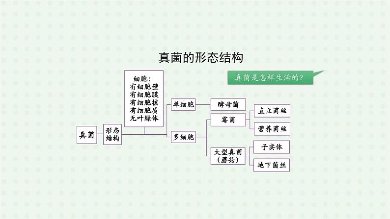 5.4.3《真菌》（2）-课件02