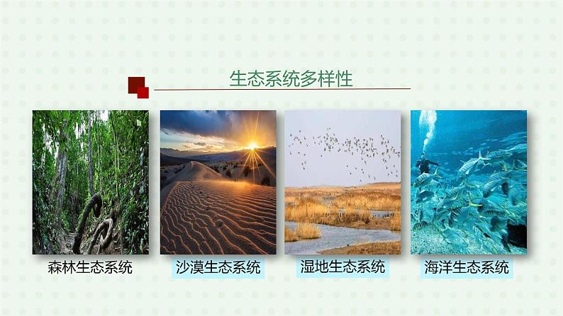 6.2《认识生物的多样性》-课件05