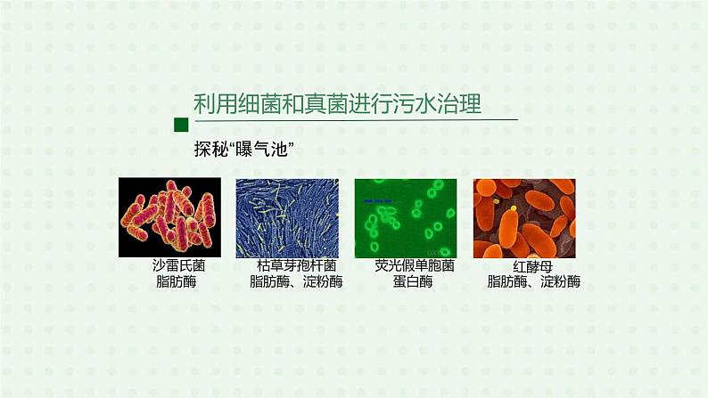 5.4.5《人类对细菌和真菌的利用》（2）-课件06