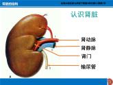 七年级下册 北师大  第2节 尿的形成与排出 优质公开课课件PPT