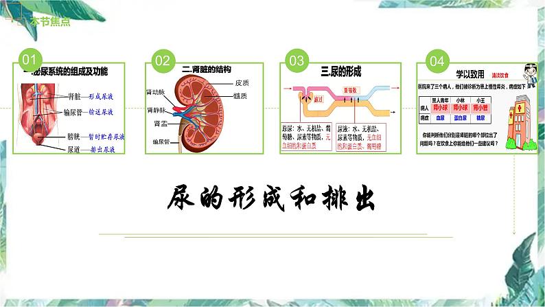 尿的形成与排出  公开课 课件第1页