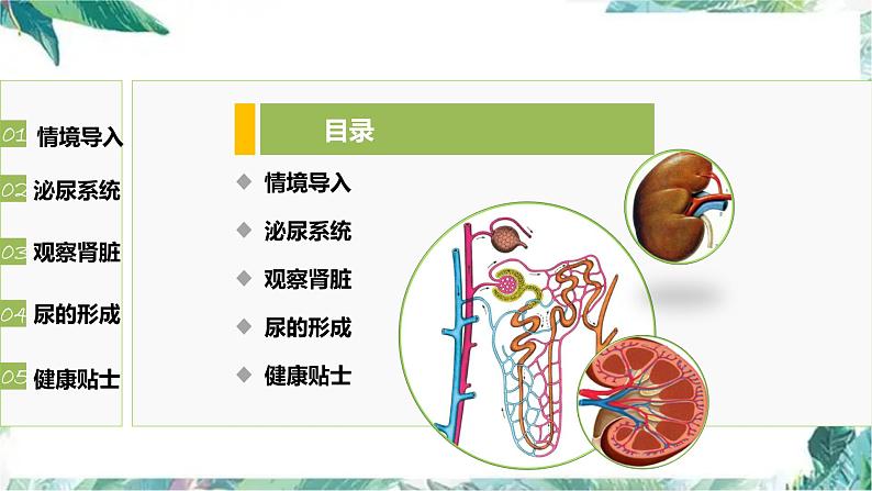 尿的形成与排出  公开课 课件第2页