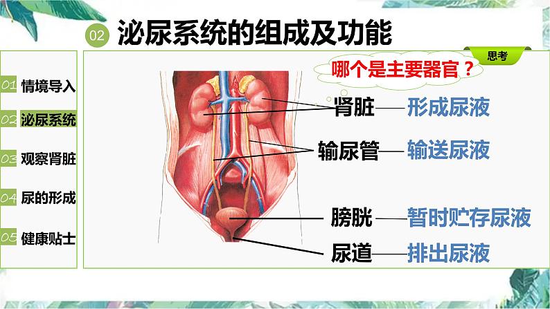 尿的形成与排出  公开课 课件第6页