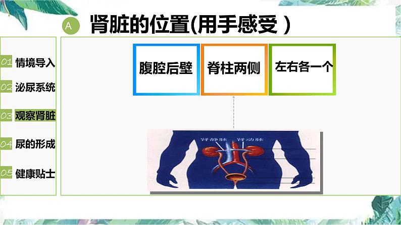 尿的形成与排出  公开课 课件第8页