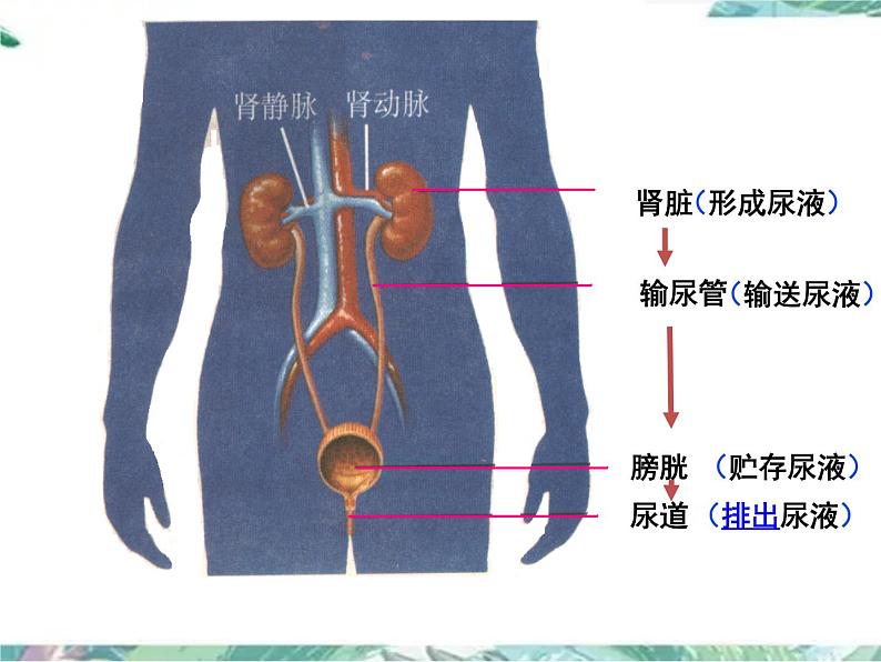 七年级下册 北师大  尿的形成与排出 第一课时 优质课件第6页