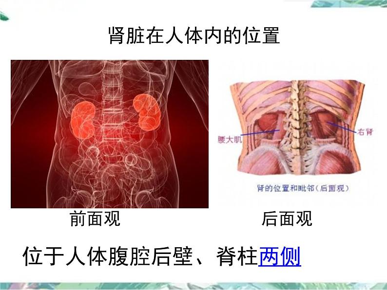 七年级下册 北师大  尿的形成与排出 第一课时 优质课件第7页