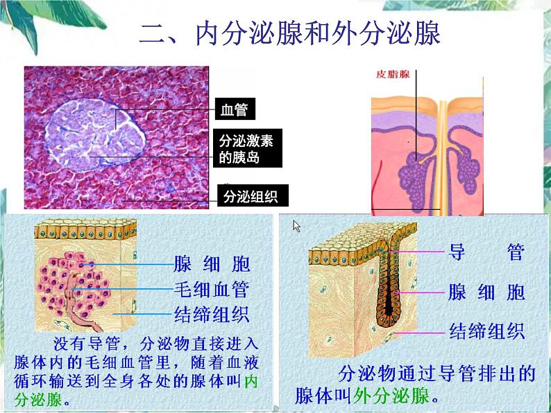 北师大版 七年级下册 第三节  激素调节课件PPT第8页