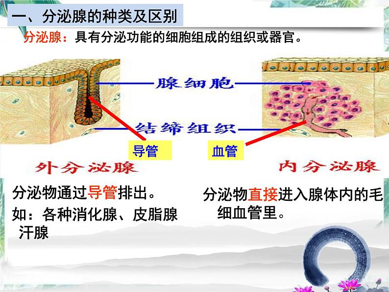 北师大版 七年级下册 激素调节  优质课件第5页