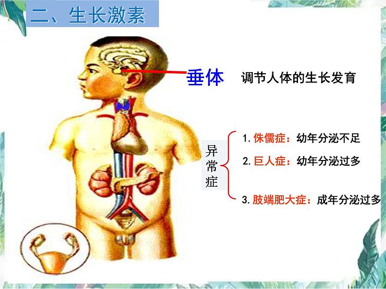 北师大版 七年级下册 激素调节  优质课件第7页