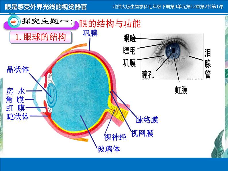 北师大版七年级生物下册第12章第2节感受器和感觉器官(一)公开课课件PPT第4页