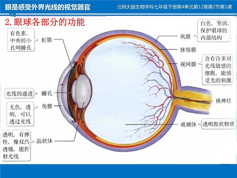 北师大版七年级生物下册第12章第2节感受器和感觉器官(一)公开课课件PPT第5页
