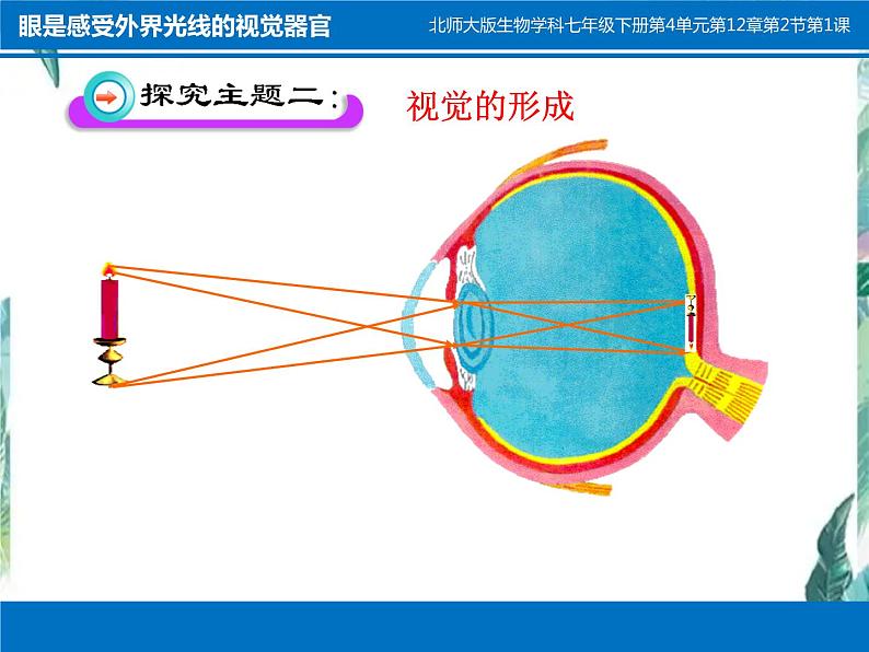 北师大版七年级生物下册第12章第2节感受器和感觉器官(一)公开课课件PPT第7页