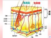 七年级下册北师大 _ 皮肤与汗液分泌 优质课件PPT