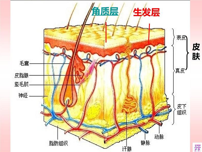 七年级下册北师大 _ 皮肤与汗液分泌 优质课件PPT第5页