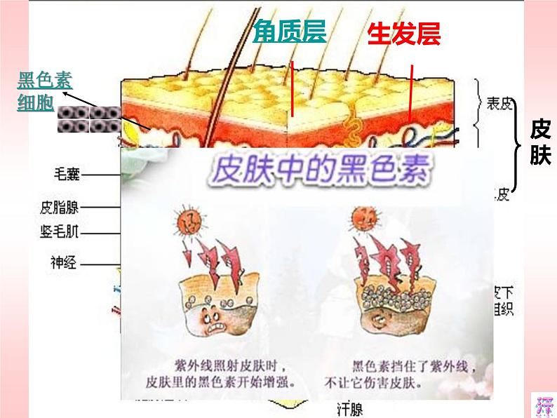 七年级下册北师大 _ 皮肤与汗液分泌 优质课件PPT第7页