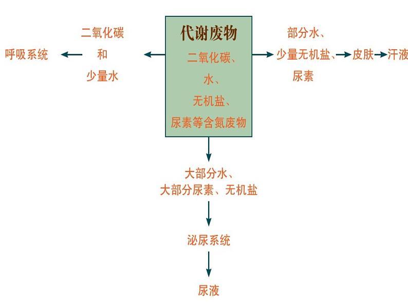 七年级下册 _ 皮肤与汗液分泌 公开课课件PPT第2页