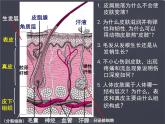 七年级下册 _ 皮肤与汗液分泌 公开课课件PPT