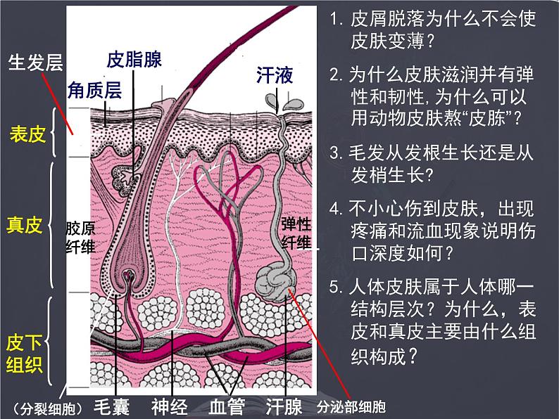 七年级下册 _ 皮肤与汗液分泌 公开课课件PPT第3页