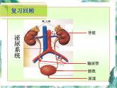 七年级下册 《尿的形成与排出》第2课时 优质课件