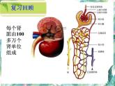 七年级下册 《尿的形成与排出》第2课时 优质课件