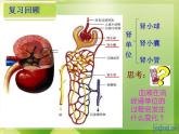 七年级下册 《尿的形成与排出》第2课时 优质课件