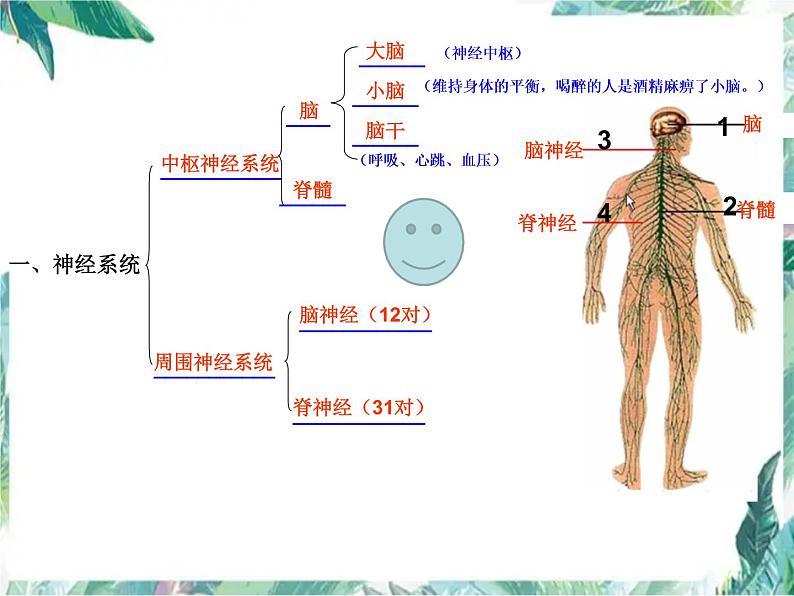 北师大七年加下册 第1节神经系统与神经调节 公开课课件PPT第8页