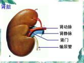 七年级下册 尿的形成与排出 公开课课件